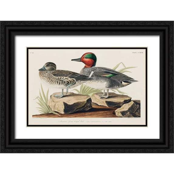 Audubon, John James 32x22 Black Ornate Wood Framed with Double Matting Museum Art Print Titled - Green winged Teal