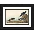 thumbnail image 1 of Audubon, John James 32x22 Black Ornate Wood Framed with Double Matting Museum Art Print Titled - Purple Sandpiper, 1 of 4