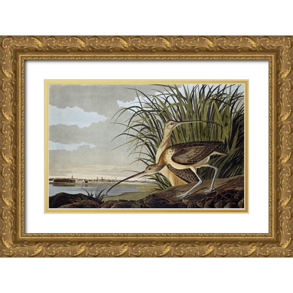 Audubon, John James 32x22 Gold Ornate Wood Framed with Double Matting Museum Art Print Titled - Male and Female Long Billed Curlew
