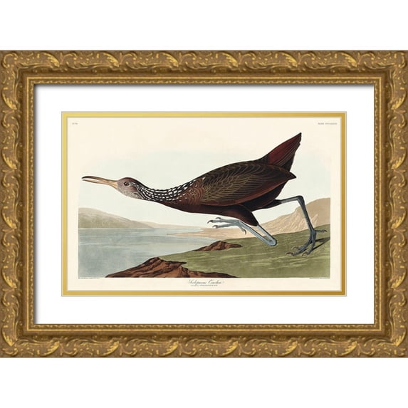 Audubon, John James 32x22 Gold Ornate Wood Framed with Double Matting Museum Art Print Titled - Scolopaceus Courlan