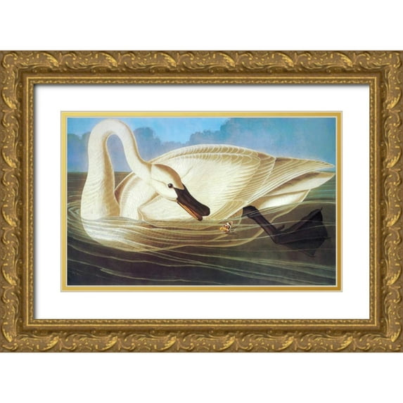 Audubon, John James 32x22 Gold Ornate Wood Framed with Double Matting Museum Art Print Titled - Trumpeter Swan