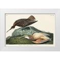 thumbnail image 1 of Audubon, John James 32x22 White Modern Wood Framed Museum Art Print Titled - Esquimaux Curlew, 1 of 4