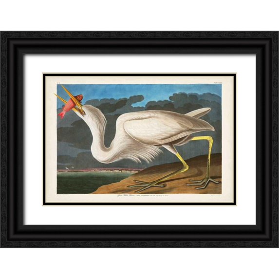 Audubon, John James 32x23 Black Ornate Wood Framed with Double Matting Museum Art Print Titled - Pl 281 Great White Heron