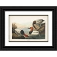 thumbnail image 1 of Audubon, John James 32x23 Black Ornate Wood Framed with Double Matting Museum Art Print Titled - Pl 301 Canvas-backed Duck, 1 of 4