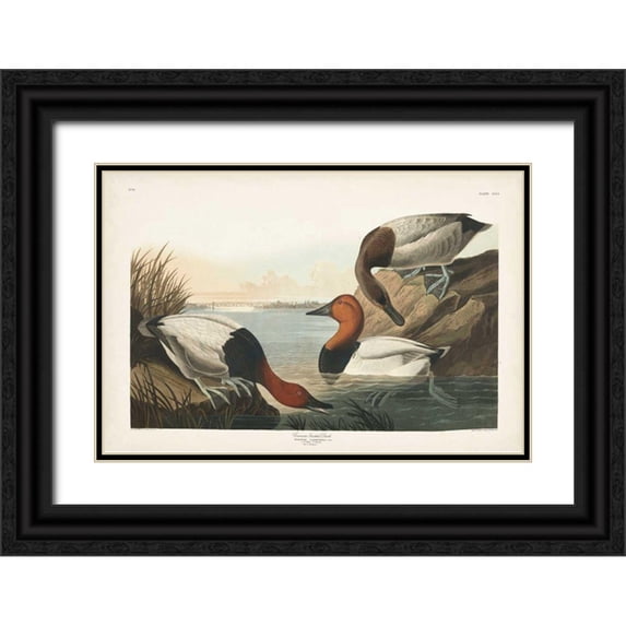 Audubon, John James 32x23 Black Ornate Wood Framed with Double Matting Museum Art Print Titled - Pl 301 Canvas-backed Duck