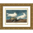 thumbnail image 1 of Audubon, John James 32x23 Gold Ornate Wood Framed with Double Matting Museum Art Print Titled - Ivory Gull, 1 of 4