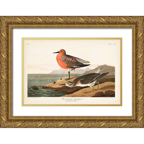 Audubon, John James 32x23 Gold Ornate Wood Framed with Double Matting Museum Art Print Titled - Pl. 315 Red-breasted Sandpiper