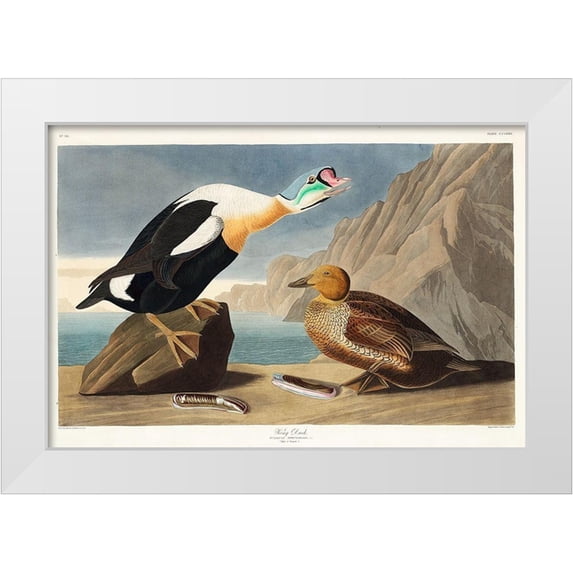 Audubon, John James 32x23 White Modern Wood Framed Museum Art Print Titled - King Duck