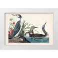 thumbnail image 1 of Audubon, John James 32x23 White Modern Wood Framed Museum Art Print Titled - Pl 202 Red-throated Diver, 1 of 4