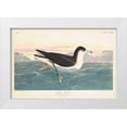 thumbnail image 1 of Audubon, John James 32x23 White Modern Wood Framed Museum Art Print Titled - Pl 299 Dusky Petrel, 1 of 4