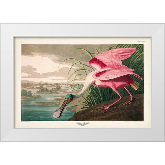 Audubon, John James 32x23 White Modern Wood Framed Museum Art Print Titled - Pl 321 Roseate Spoonbill