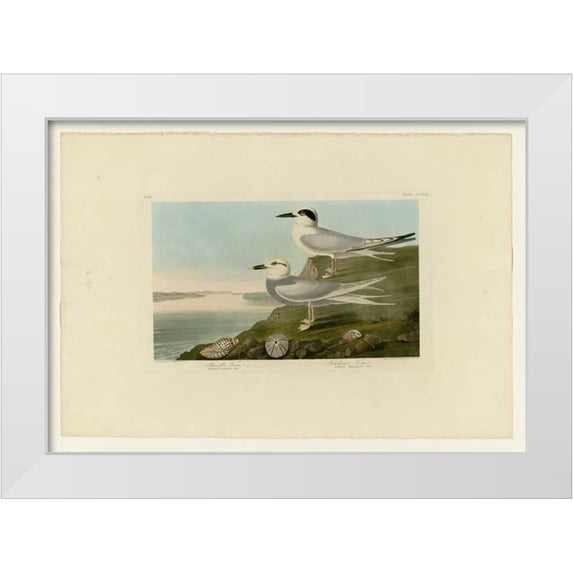 Audubon, John James 32x23 White Modern Wood Framed Museum Art Print Titled - Trudeaus Tern