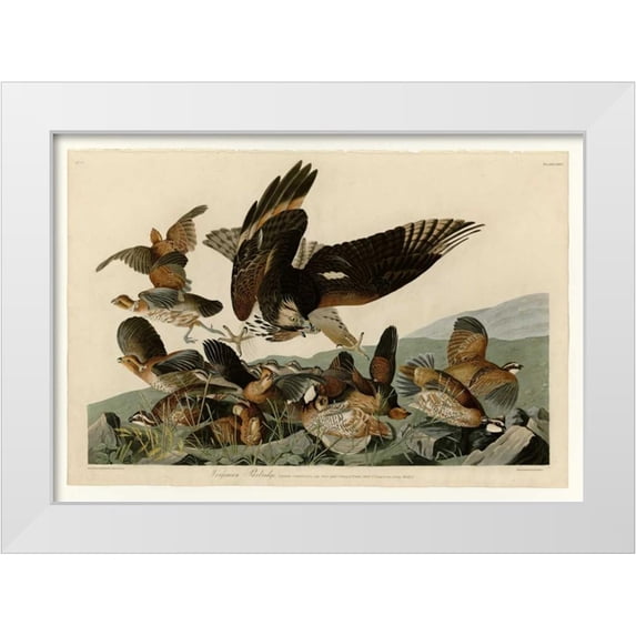 Audubon, John James 32x23 White Modern Wood Framed Museum Art Print Titled - Virginian Partridge