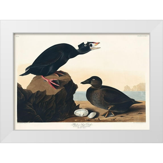 Audubon, John James 32x24 White Modern Wood Framed Museum Art Print Titled - Black or Surf Duck