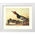 thumbnail image 1 of Audubon, John James 32x26 White Modern Wood Framed Museum Art Print Titled - Red-Headed Duck (decorative border), 1 of 4