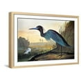 thumbnail image 1 of Audubon: Little Blue Heron, Animals Framed Art Print Wall Art by John James Audubon Sold by Art.Com, 1 of 6