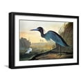 thumbnail image 1 of Audubon: Little Blue Heron, Animals Framed Art Print Wall Art by John James Audubon Sold by Art.Com, 1 of 6