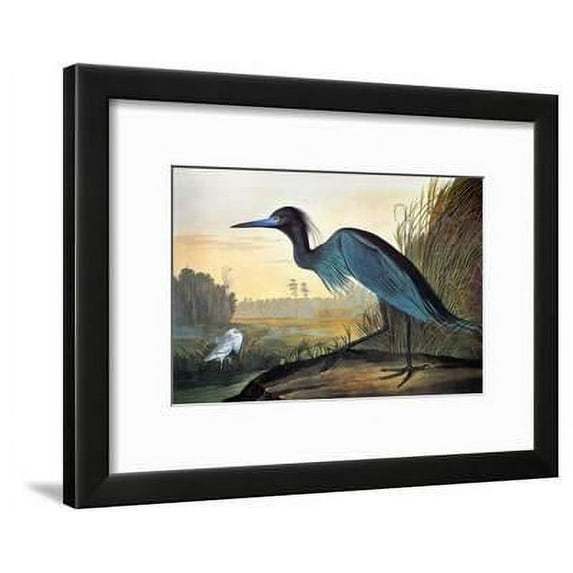 Audubon Little Blue Heron, Animals Framed Art Print Wall Art by John James Audubon Sold by Art.Com