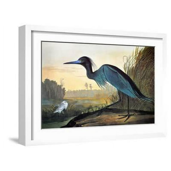 Audubon: Little Blue Heron, Animals Framed Art Print Wall Art by John James Audubon Sold by Art.Com