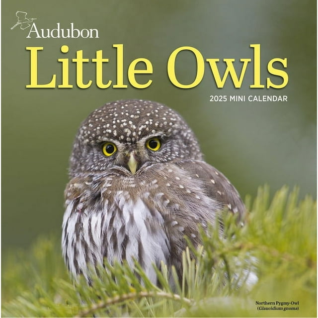 2025 Owl Calendar Leyla Ophelia