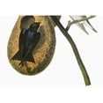 thumbnail image 1 of Audubon Martin. Npurple Martin. Detail Of An Engraving After John James Audubon For His 'Birds Of, 1 of 3