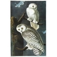 thumbnail image 1 of Audubon: Owl. /Nsnowy Owl (Bubo Scandiacus). Engraving After John James Audubon For His 'Birds Of America,' 1827-38. Poster Print by  (24 x 36), 1 of 1