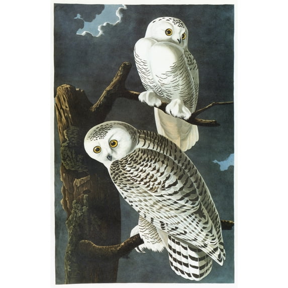 Audubon: Owl. /Nsnowy Owl (Bubo Scandiacus). Engraving After John James Audubon For His 'Birds Of America,' 1827-38. Poster Print by (24 x 36)