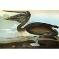 thumbnail image 1 of Audubon Pelican. Nbrown Pelican. Engraving After John James Audubon For His 'Birds Of America ', 1 of 3