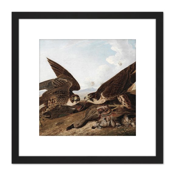Audubon Peregrine Falcons Duck Hawks 8X8 Inch Square Wooden Framed Wall Art Print Picture with Mount