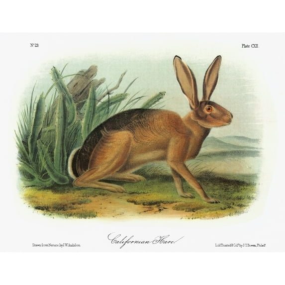 Audubon Rabbit. Nblack-Tailed Jackrabbit Also Known As The American Desert Hare Or California Hare (Lepus
