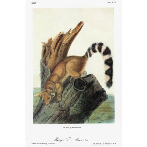 Audubon Ring-Tailed Cat. Nbassarisk Or Ring-Tailed Cat Formerly Known As The North American
