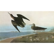 Audubon: Sandpiper. /Nwhite-Rumped Sandpiper (Calidris Fuscicollis). Engraving After John James Audubon For His 'Birds Of America,' 1827-38. Poster Print by  (18 x 24)
