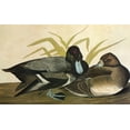 thumbnail image 1 of Audubon Scaup. Ngreater Scaup Or Bluebill. Engraving After John James Audubon For His 'Birds Of, 1 of 4