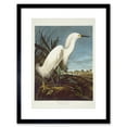 thumbnail image 1 of Audubon Snowy Heron Birds of America Great Egret Coastal Bird Portrait Illustration Artwork Framed Wall Art Print 12X16 Inch, 1 of 3