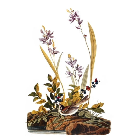 Audubon Sparrow. Nfield Sparrow After John James Audubon For His 'Birds Of America ' 1827-38. Print