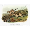 thumbnail image 1 of Audubon Squirrel. Ngolden-Mantled Or Say'S Ground Squirrel., 1 of 3