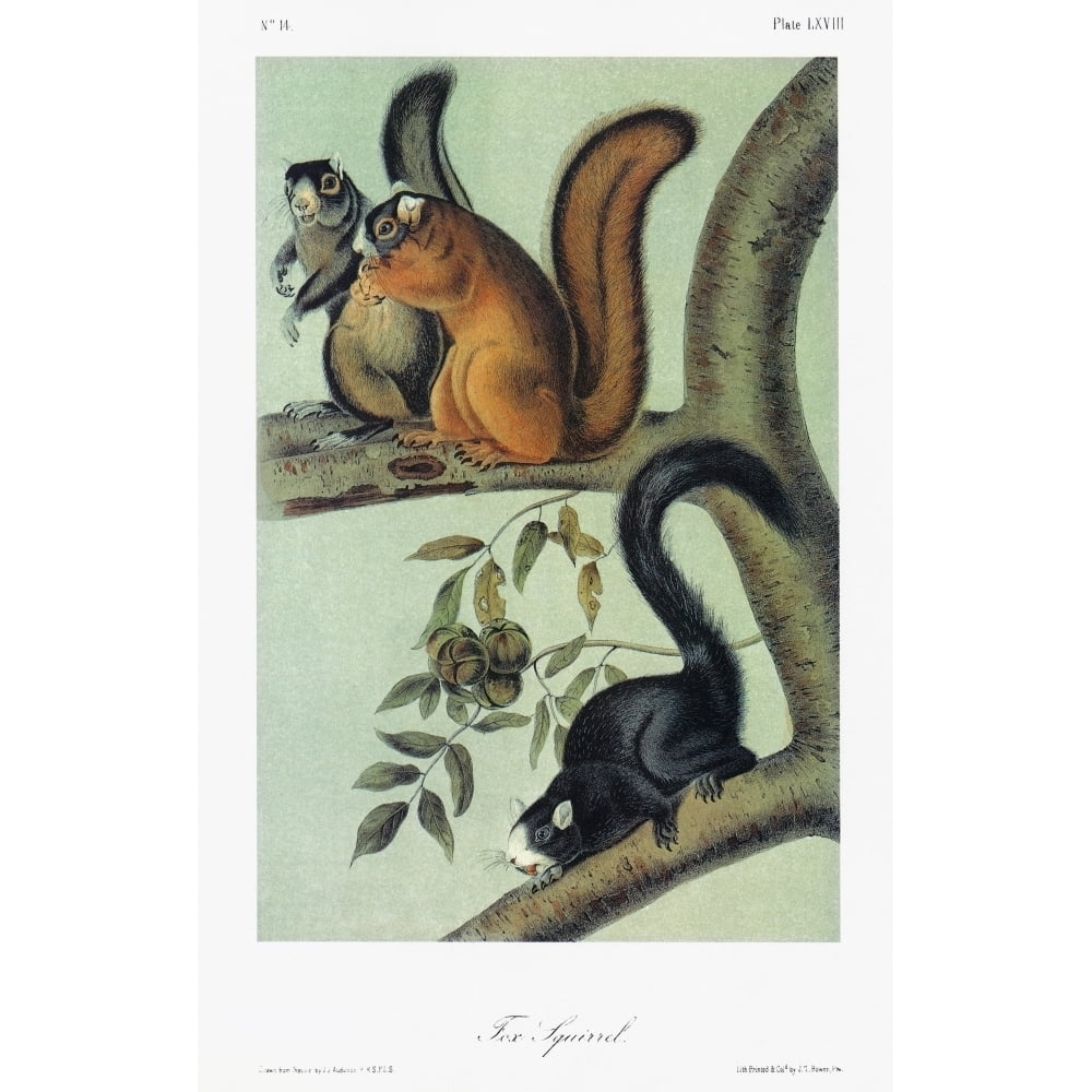Audubon Squirrel. Nsouthern Fox Squirrel In Different Color Phases ...