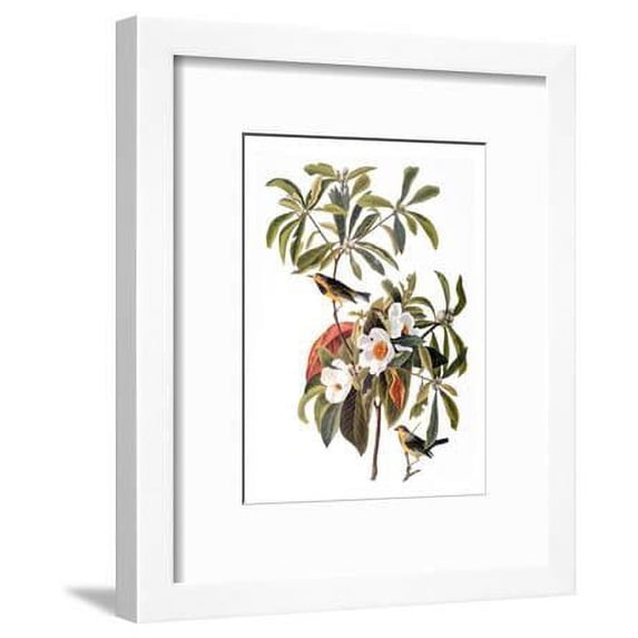 Audubon: Warbler, 1827-38, Animals Framed Art Print Wall Art by John James Audubon Sold by Art.Com