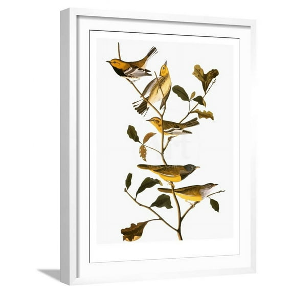 Audubon Warbler, Animals Botanical Framed Art Print Wall Art by John James Audubon Sold by Art.Com