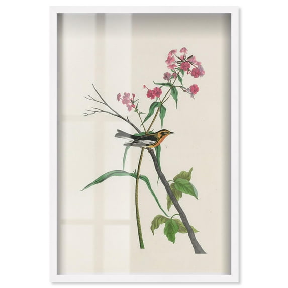 Audubon Warbler Shadowbox Print Botanical Art by Art Remedy, White Frame, 36 x 54