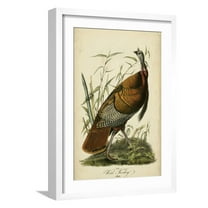 Audubon Wild Turkey Framed Premium Giclee Print by John James Audubon, 12" x 18", Sold by Art.com