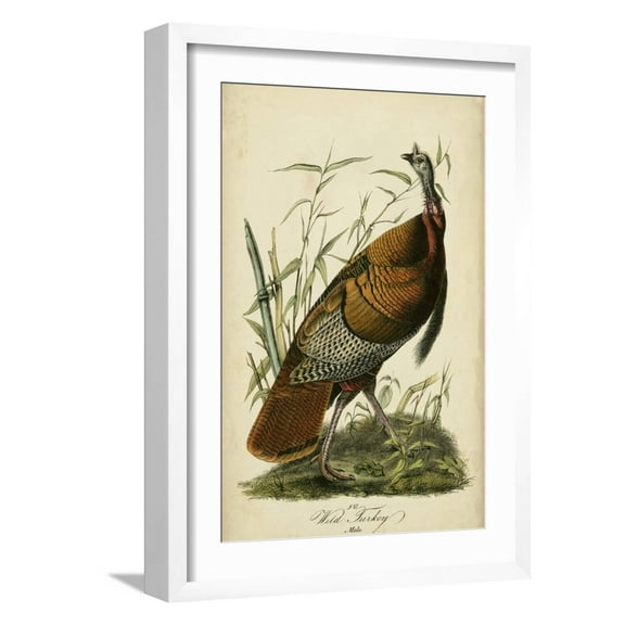 Audubon Wild Turkey Framed Premium Giclee Print by John James Audubon, 12" x 18", Sold by Art.com
