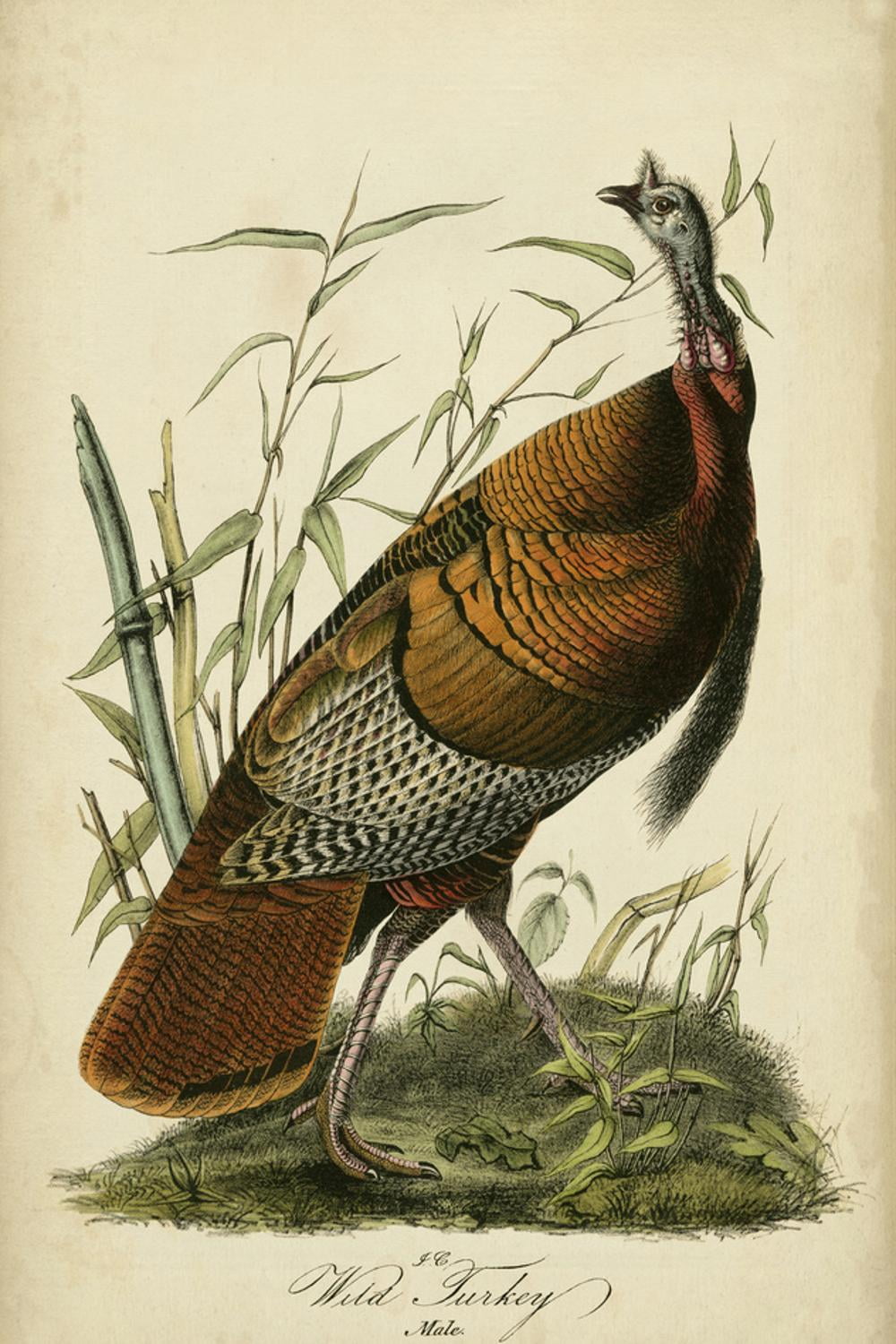 Audubon Wild Turkey Print on Canvas with Ornate Black Frame