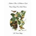 thumbnail image 1 of Audubon's Plate 12 Baltimore Oriole: Classic Designs Cross Stitch Pattern, (Paperback), 1 of 1