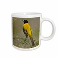 thumbnail image 1 of 3drose, Audubons Oriole Bird in Habitat, Texas, Usa - Us44 Ldi0732 - Larry Ditto, 11oz Mug, 1 of 6