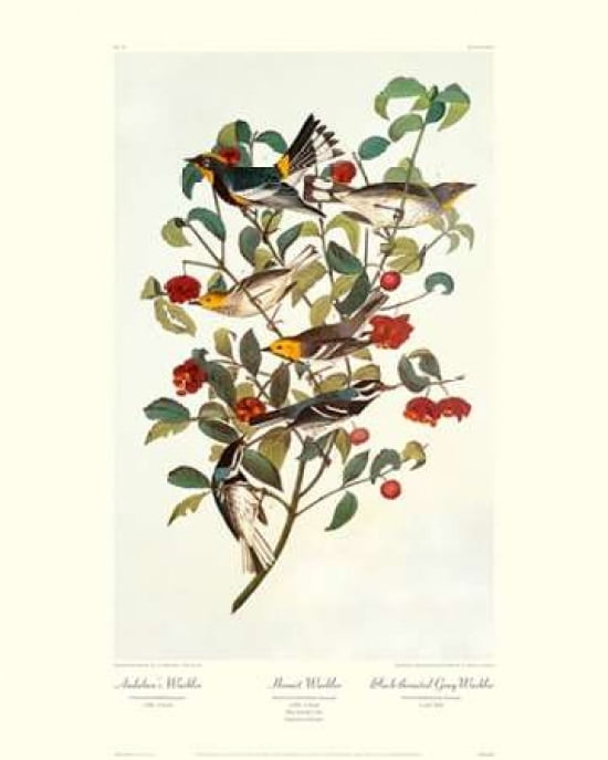 Audubons Warbler (decorative border) Canvas Art - John James Audubon (24 x 30)
