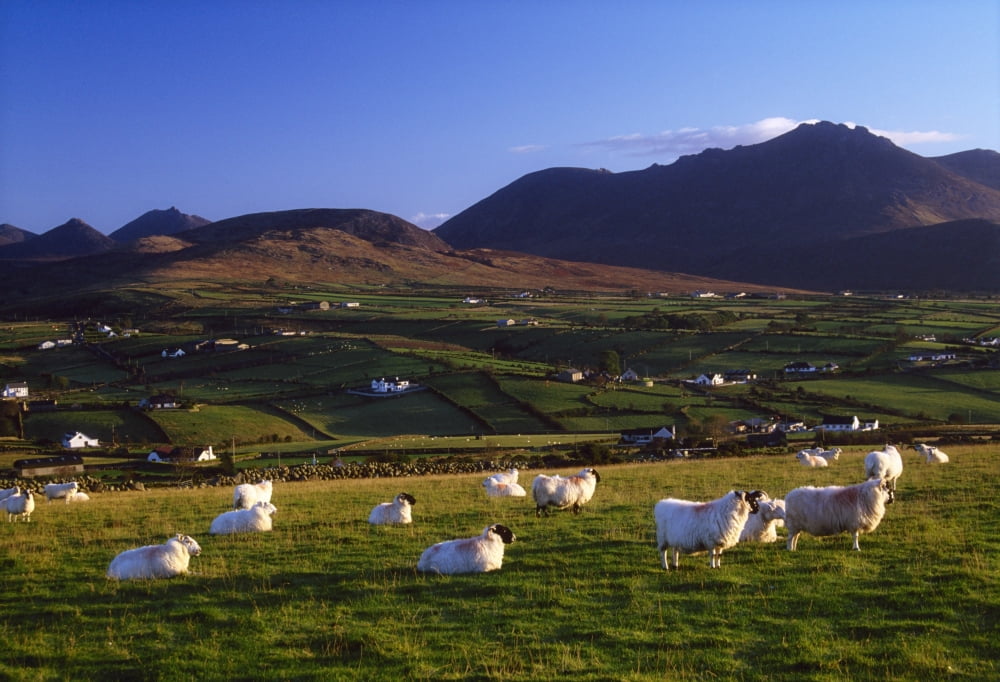Aughrim Hill Mourne Mountains County Down Ireland Flock Of Sheep Canvas Art - Gareth McCormack Design Pics (18 x 12)