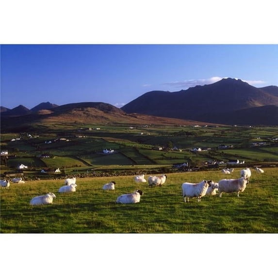 Aughrim Hill Mourne Mountains County Down Ireland; Flock Of Sheep Poster Print