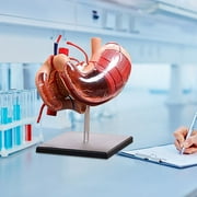 Augper Stomach Anatomical Model Human Anatomy Model