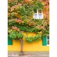 thumbnail image 1 of Augsburg Tree and Windows Poster Print by George Johnson, 1 of 2